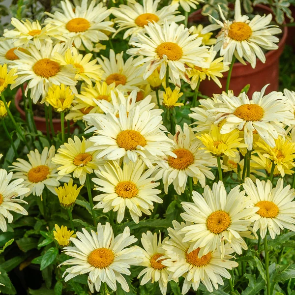 2 Marguerites d'été Banana Cream