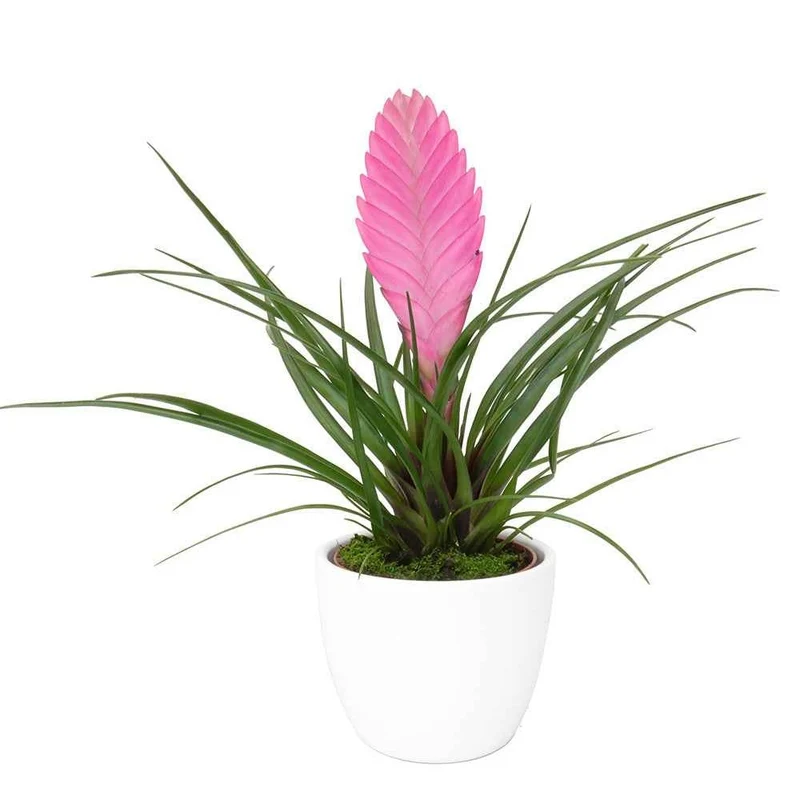 Tillandsia bleu
