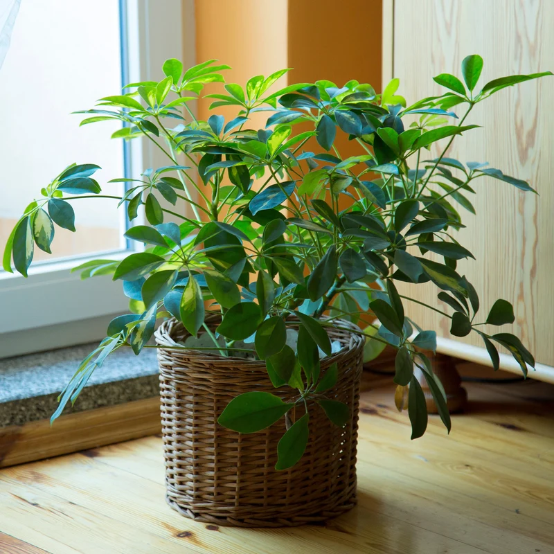 Schefflera