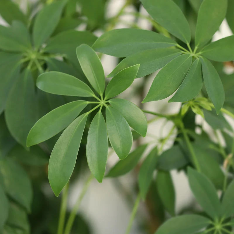 Schefflera