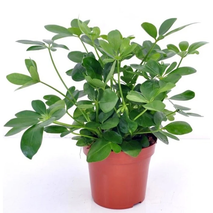 Schefflera