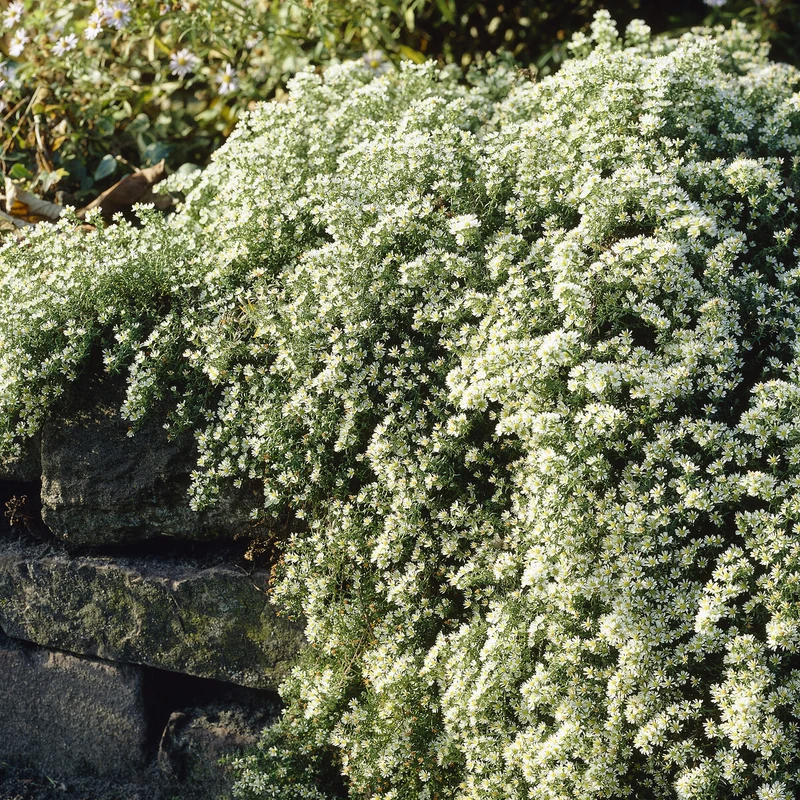 Aster éricoïde Snowflurry