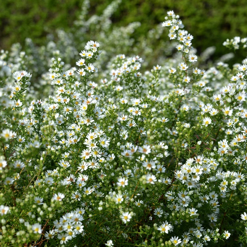 Aster éricoïde Snowflurry