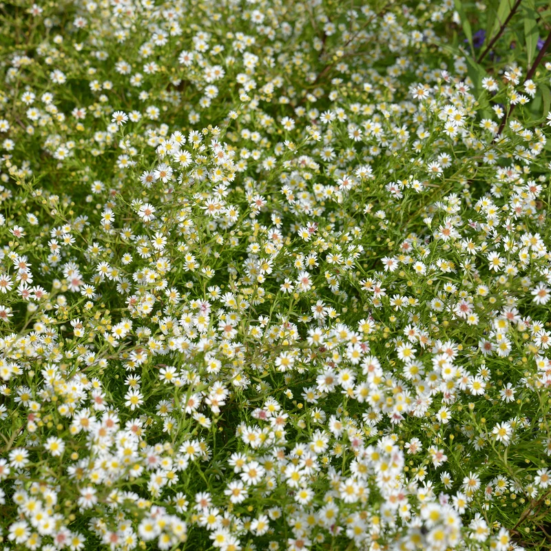 Aster éricoïde Snowflurry