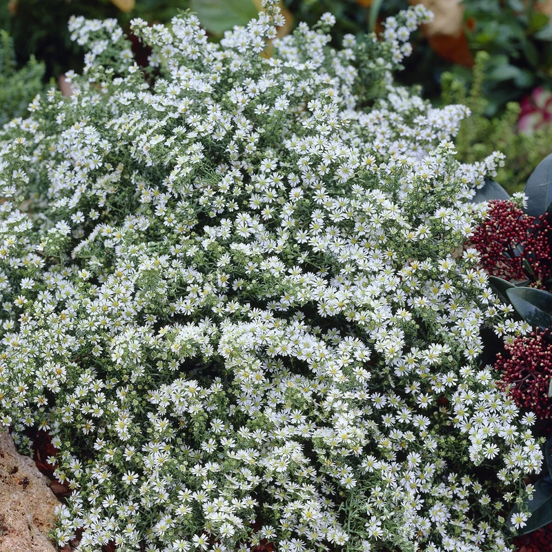 Aster éricoïde Snowflurry