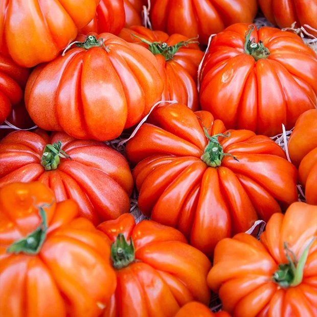 Tomate Beefsteak