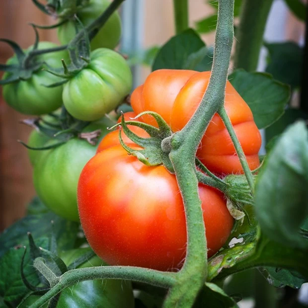 Tomate Beefsteak
