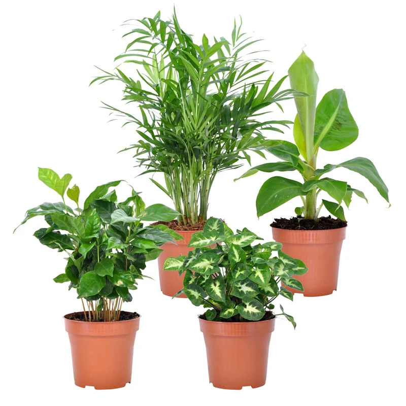 Collection de 4 plantes d'intérieur tropicales