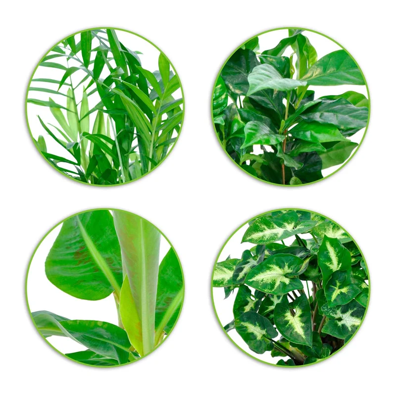 Collection de 4 plantes d'intérieur tropicales