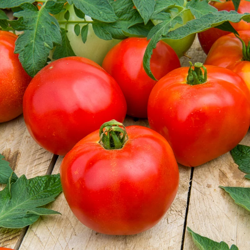 Tomate Pyros HF1