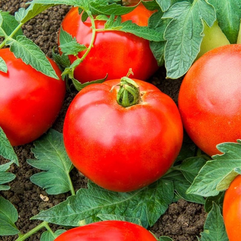Tomate Pyros HF1