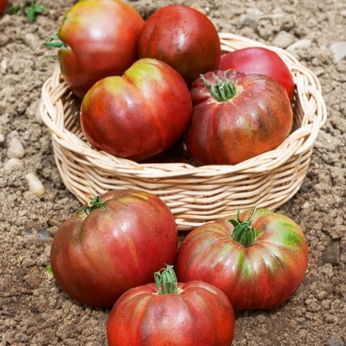 Tomate Noire de Crimée