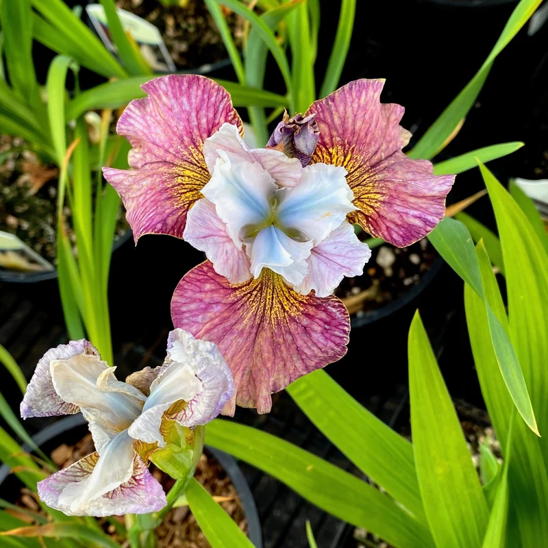 2 Iris de Sibérie Femmes peintes