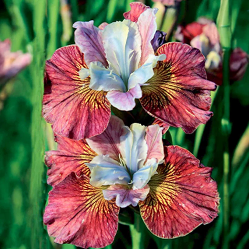 2 Iris de Sibérie Femmes peintes