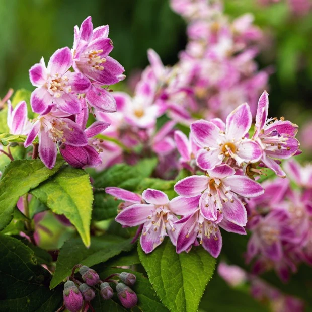 Deutzia Champ de fraise