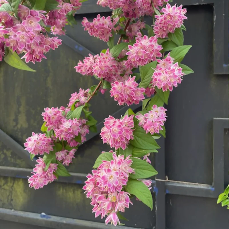 Deutzia Champ de fraise