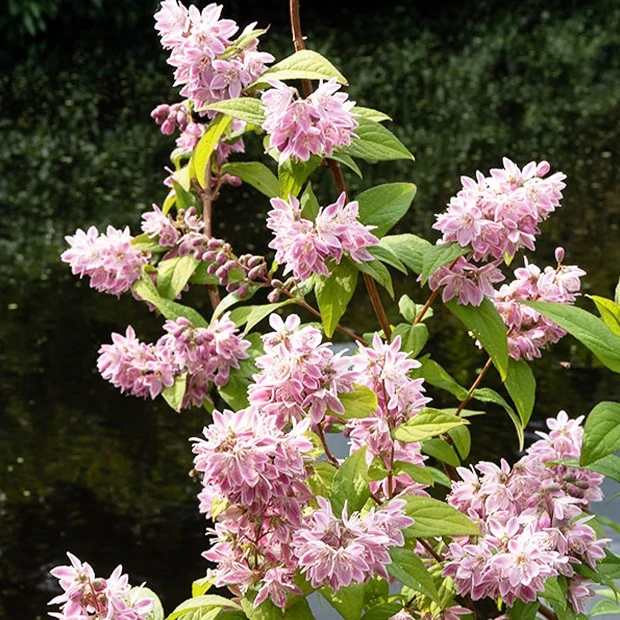 Deutzia Champ de fraise
