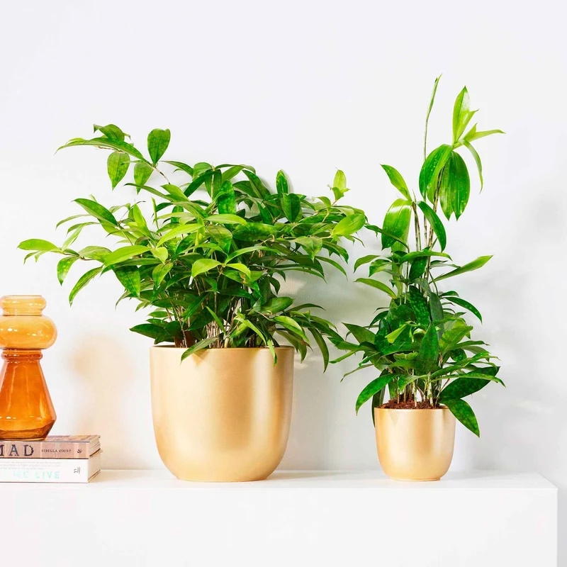 Dracaena balsamique