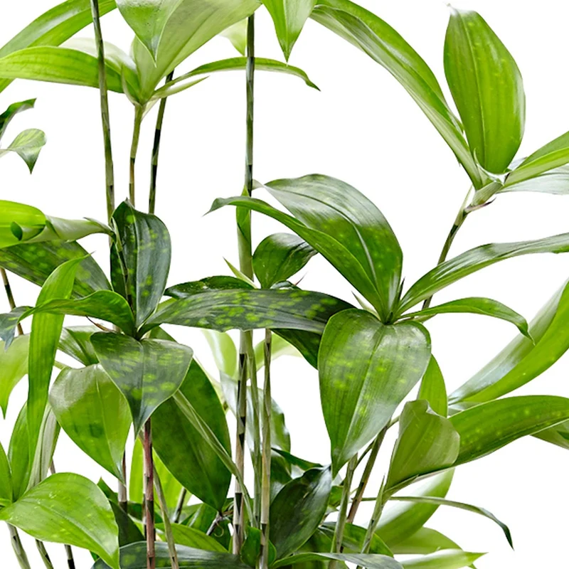 Dracaena balsamique