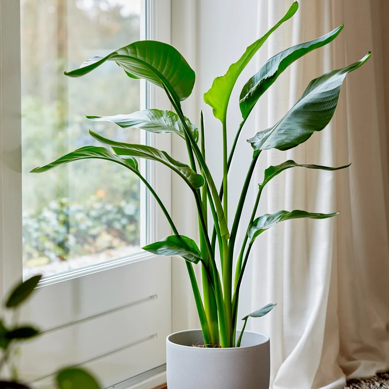 Oiseau du paradis - Strelitzia nicolai