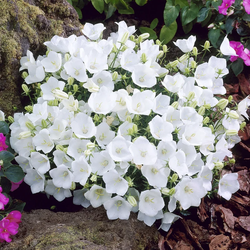 Campanule des Carpates Weisse Clips