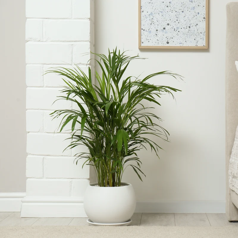 Areca - Palmier d'intérieur