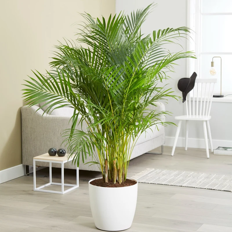 Areca - Palmier d'intérieur