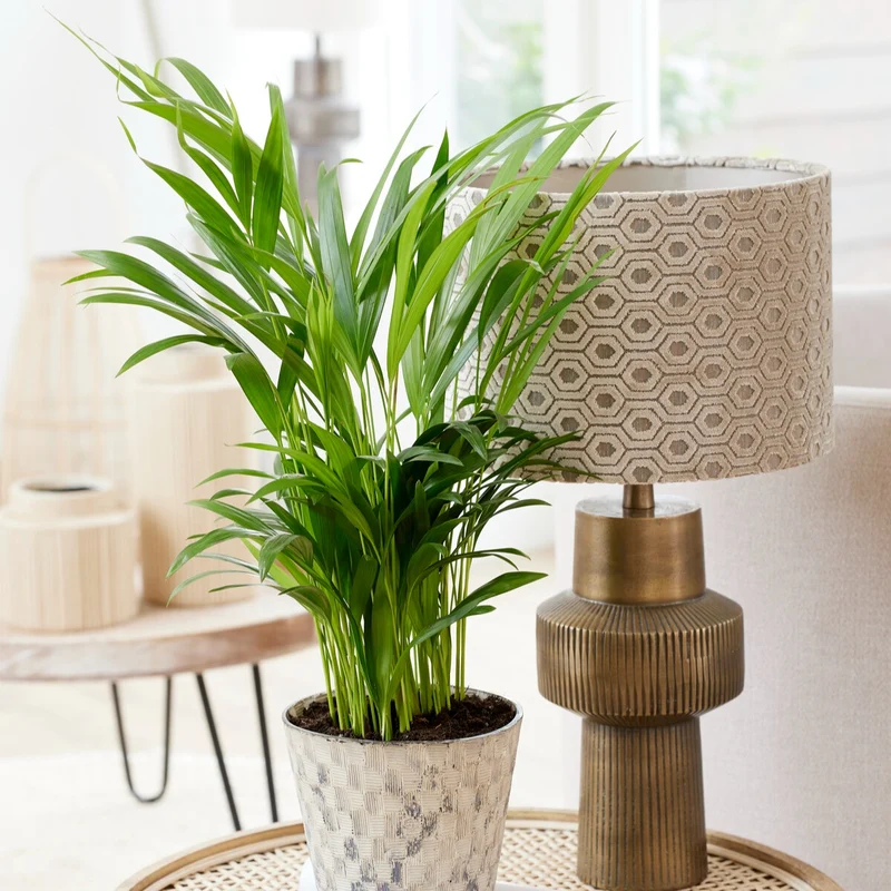 Areca - Palmier d'intérieur