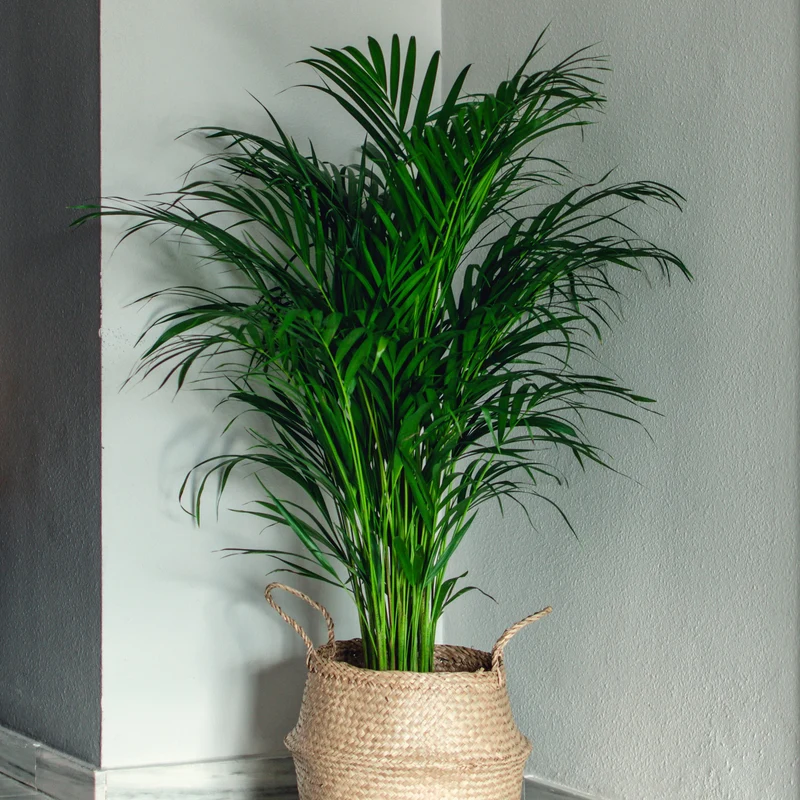 Areca - Palmier d'intérieur