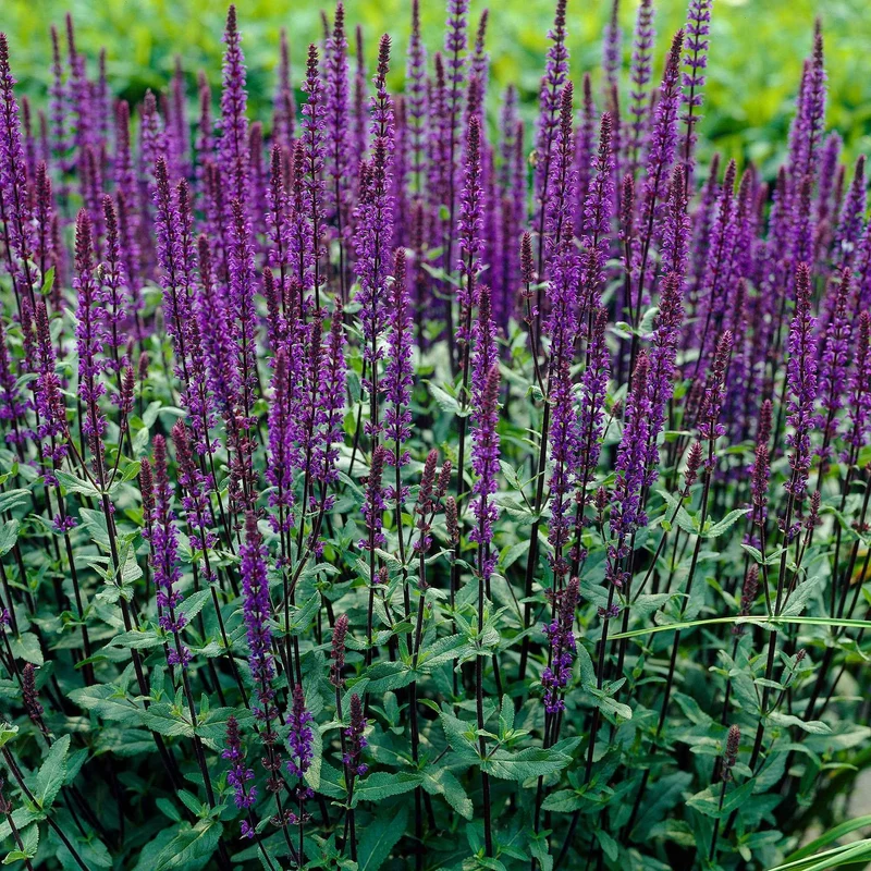 Sauge des bois Caradonna