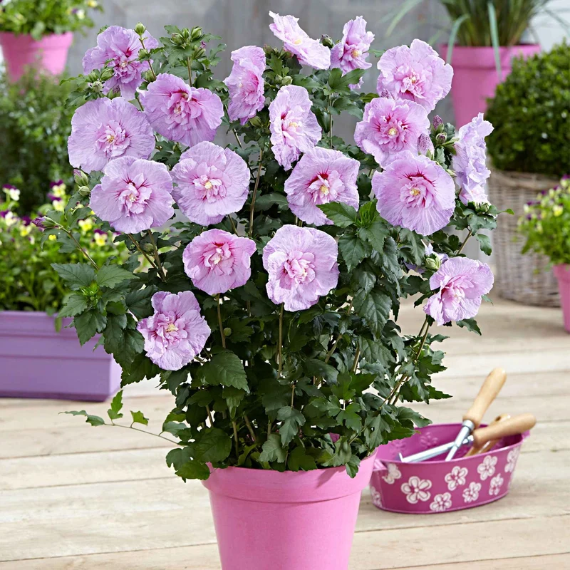 Hibiscus Lavender chiffon