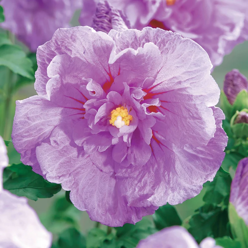 Hibiscus Lavender chiffon