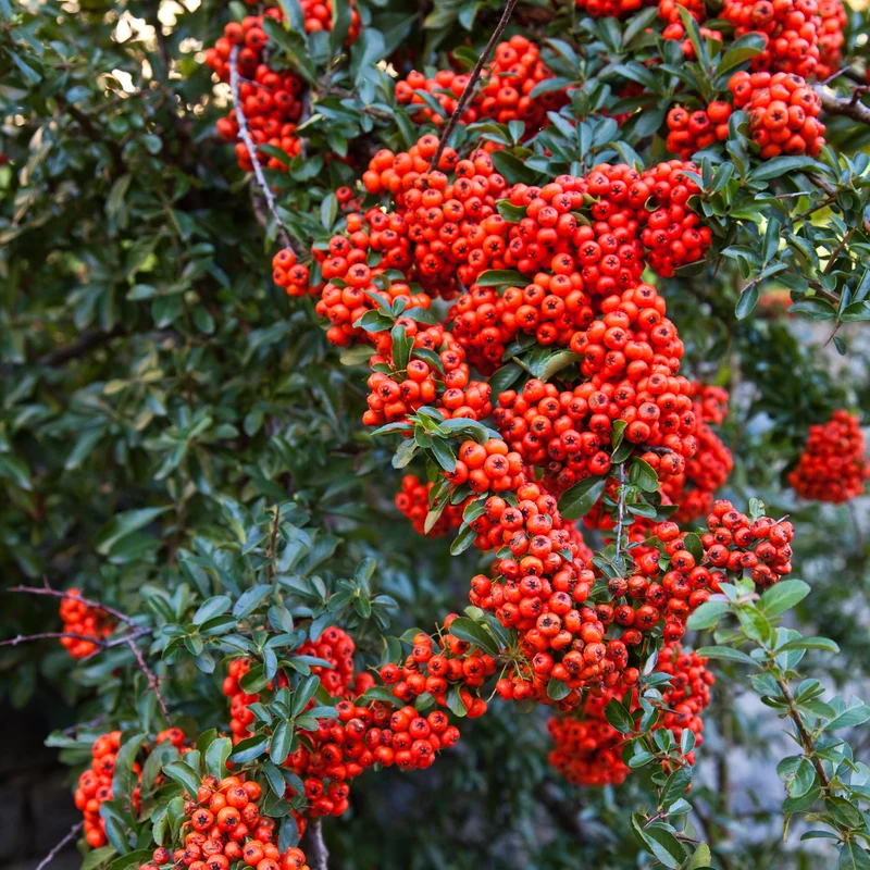 Pyracantha rouge