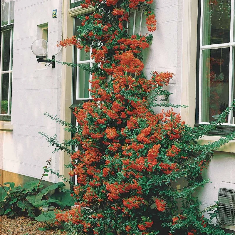 Pyracantha rouge