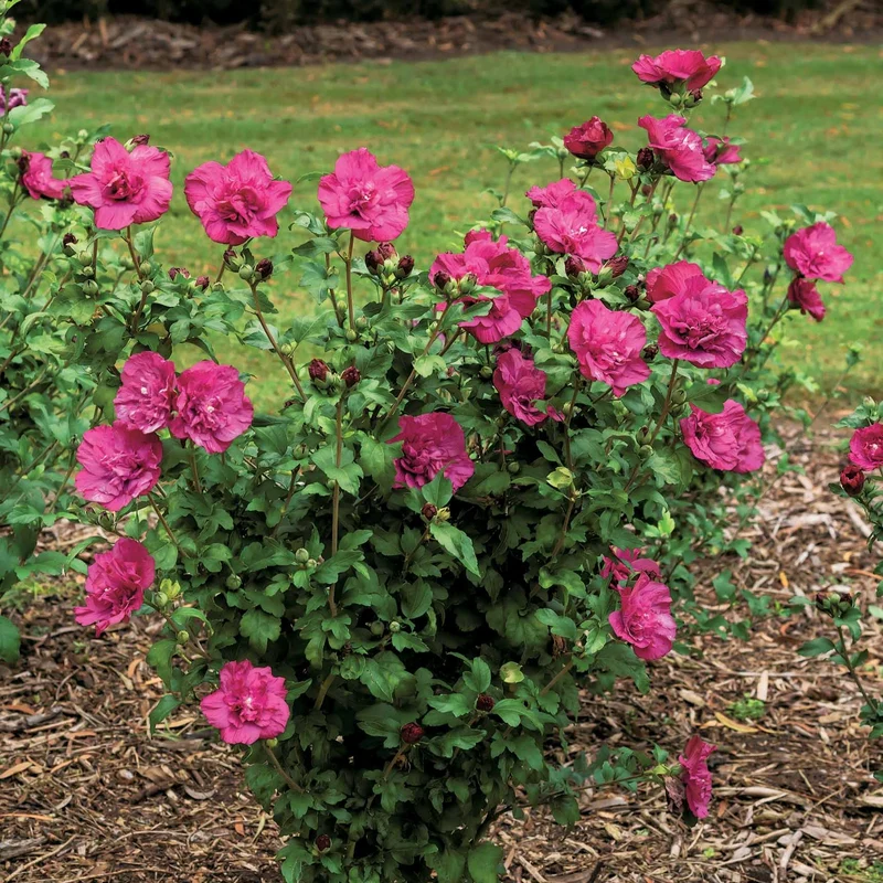 Hibiscus Magenta Chiffon