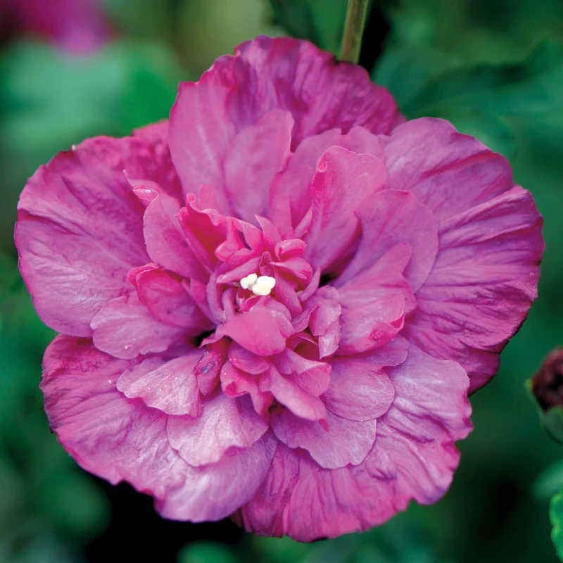 Hibiscus Magenta Chiffon