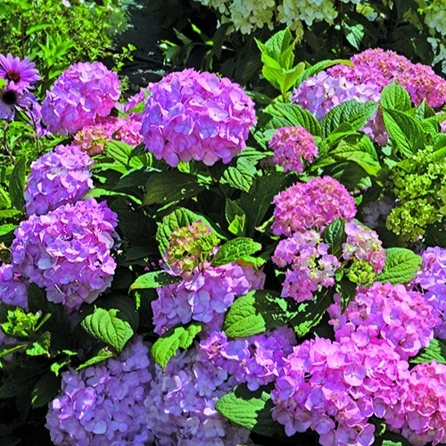 Hortensia So Long® Rosy