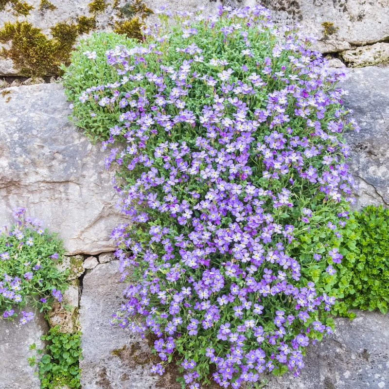 Aubriète Cascade Blue