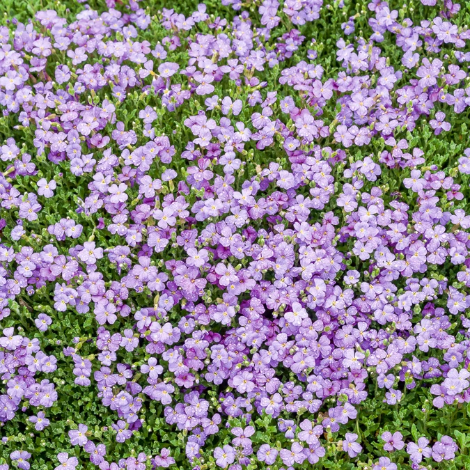 Aubriète Cascade Blue