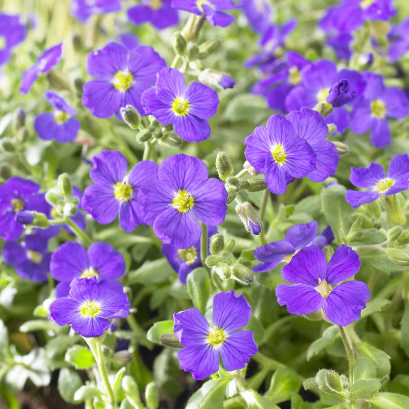 Aubriète Cascade Blue