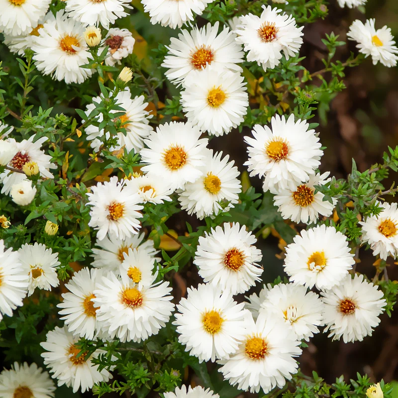 Aster grand d'automne White Lady