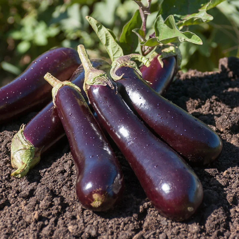 Aubergine Violette de Barbentane
