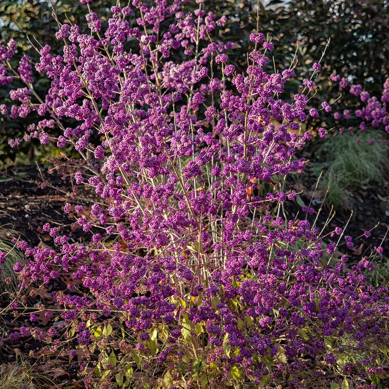 Callicarpa Profusion