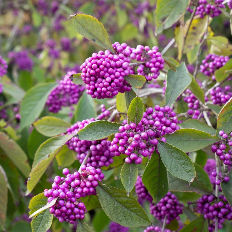 Callicarpa Profusion