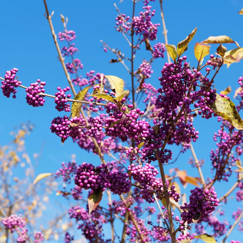 Callicarpa Profusion