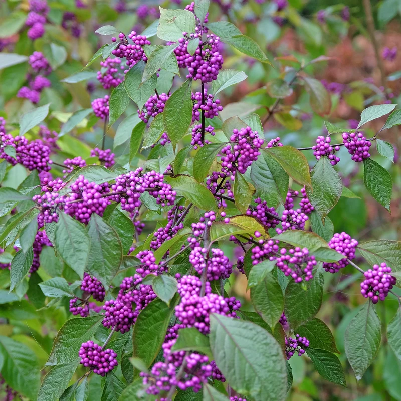 Callicarpa Profusion