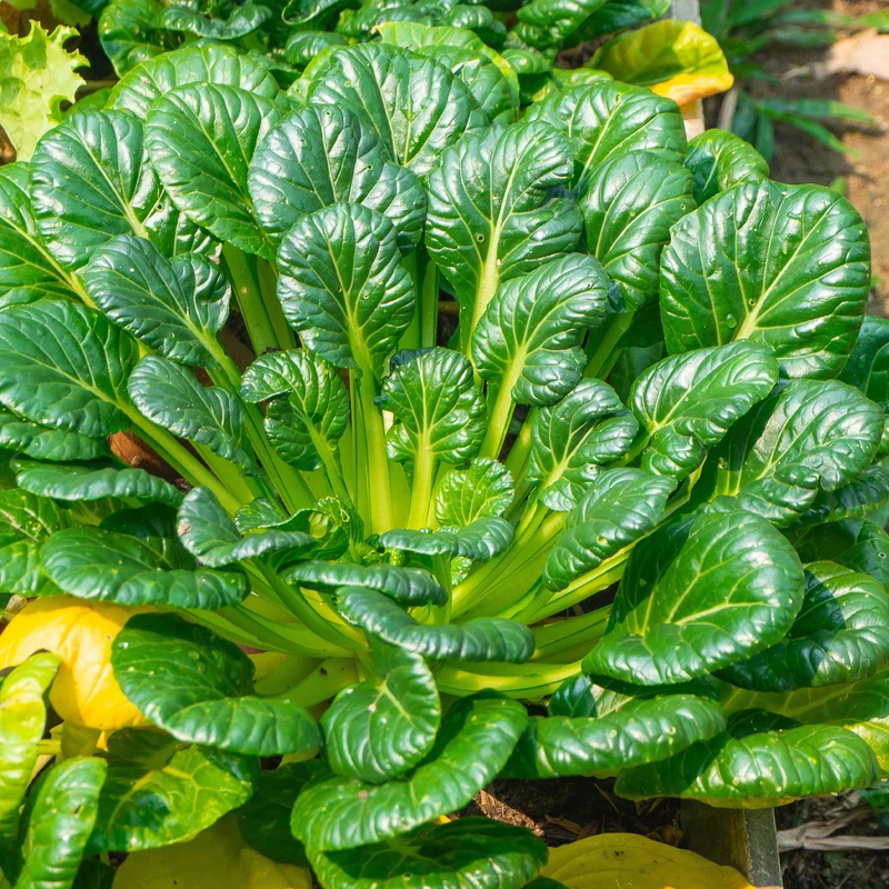 Choux chinois Tatsoi Bio