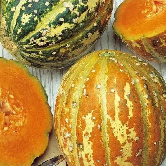Melon ananas Oranje Ananas