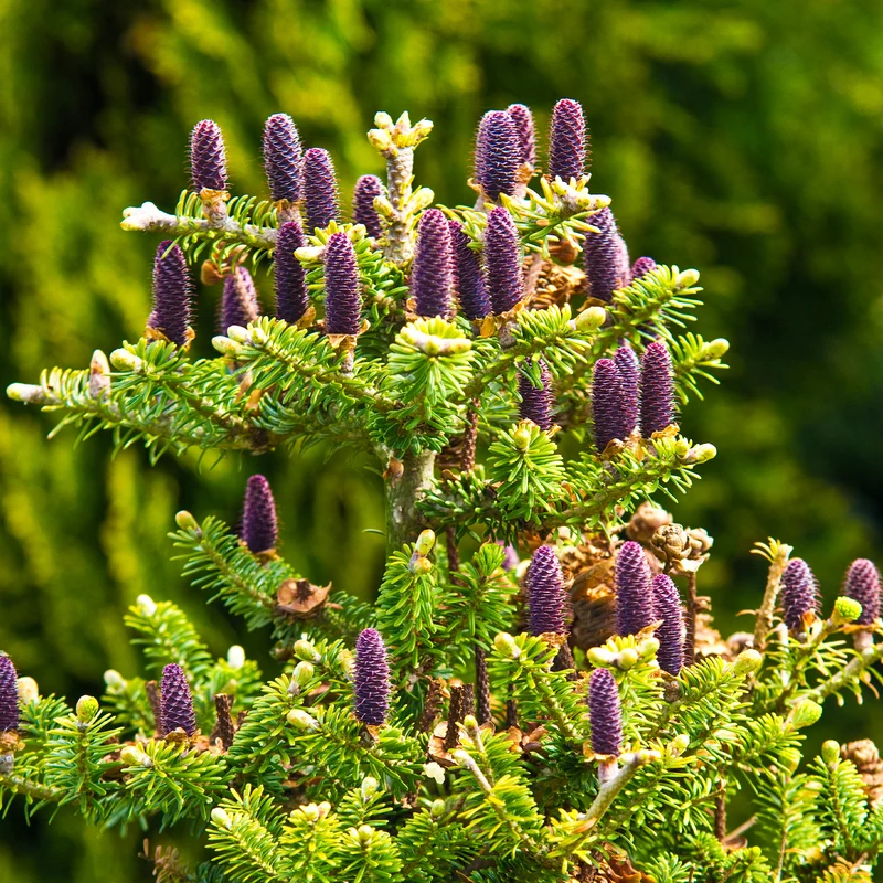 Sapin de Corée