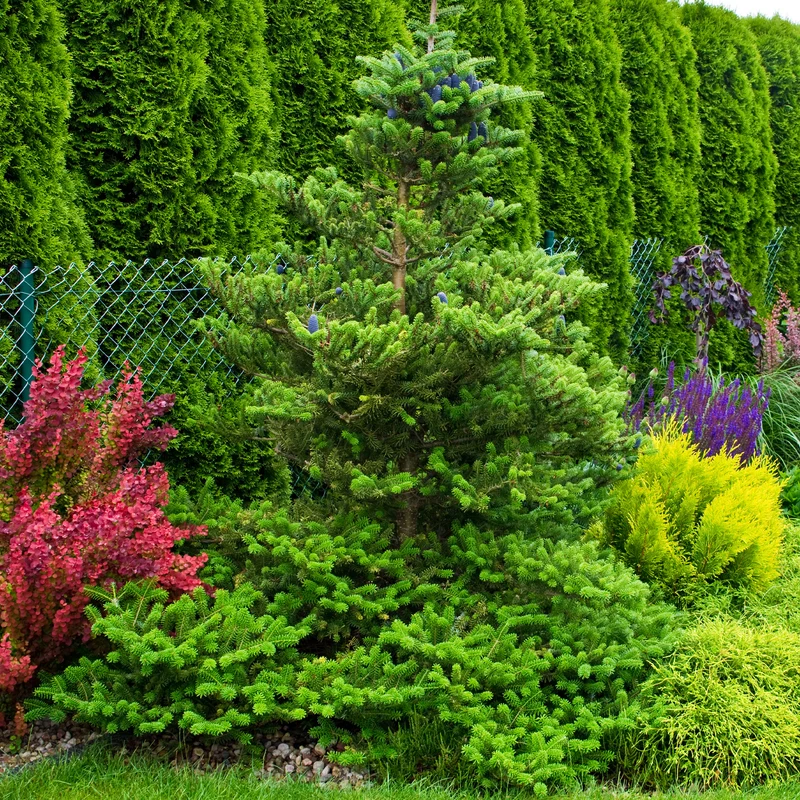 Sapin de Corée